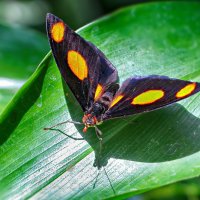 *** :: Sergey Grim *** :: Sergey Grim