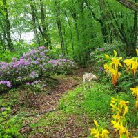 РОДОДЕНДРОНОВЫЙ ЛЕС :: Tata Wolf