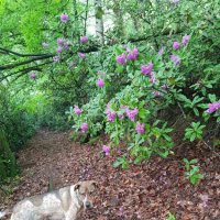 РОДОДЕНДРОНОВЫЙ ЛЕС :: Tata Wolf