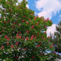 Каштан красный конский :: Нина Бутко