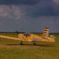 Легкокрылая тигрица :: Дмитрий Костоусов