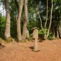 Буковый строй... :: Николай Гирш