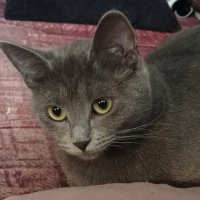 Фанечка позволяет себя фотографироватььь :: Александр Чеботарь