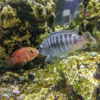 Рыбий поцелуй :: Игорь Сарапулов Рыбий поцелуй :: Игорь Сарапулов