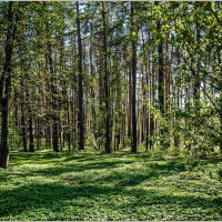 Вторая половина мая... :: Aquarius - Сергей