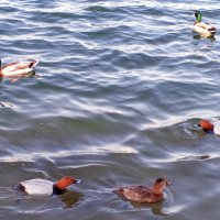 Утки :: Сапсан 