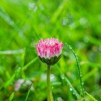 Весенние цветы :: Александр Филатов