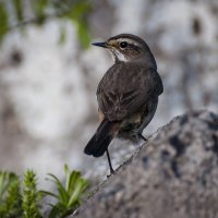 Самка варакушки. :: Вадим Басов