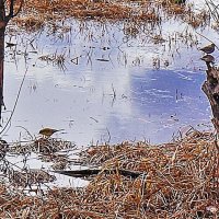 Май...Кулички на Юганской Оби! :: Владимир 