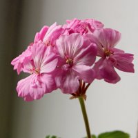 Соцветие. :: сергей 
