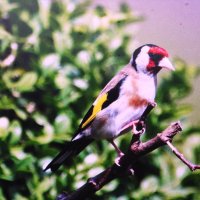 Щегол прилетел :: Людмила Смородинская