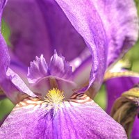 Ирис (касатик, петушок) бородатый "Император" :: Андрей Жданов