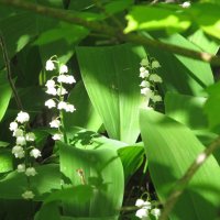 пора ландышей :: Елена Шаламова