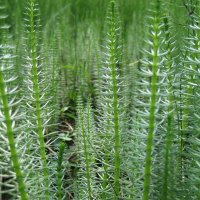 Хвостник :: Anna Ivanova