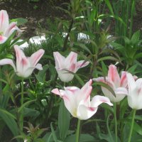 Бело-розовые тюльпаны :: Дмитрий Никитин