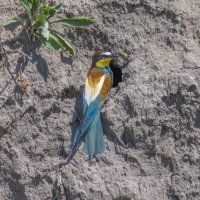 золотистые щурки :: юрий макаров