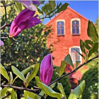 Бутон. :: Валерия Комова