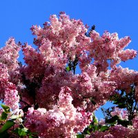 Букетик с юга :: Vlad Сергиевич