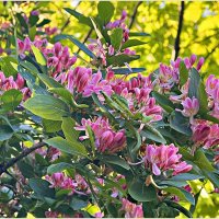 Жимолость. :: Валерия Комова