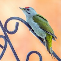 Лесной гость :: Михаил Белоусов