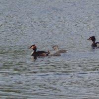 Чомга с выводком :: Рита Симонова