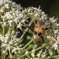 Краски лета. :: Алексей Трухин