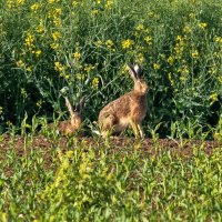 зайцы :: vladimir 