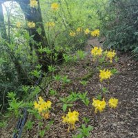 РОДОДЕНДРОНОВЫЙ ЛЕС :: Tata Wolf