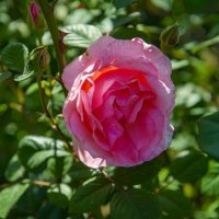 Роза :: Анатолий Чикчирный