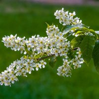 Черёмуха :: Aleksey Afonin