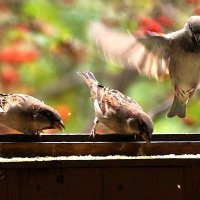 Любимчики :: kolyeretka 