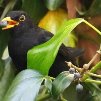 Чёрный дрозд :: Павел Fotoflash911 Никулочкин