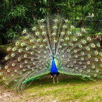 Сады у замка Арсен(серия) :: Владимир Манкер Сады у замка Арсен(серия) :: Владимир Манкер