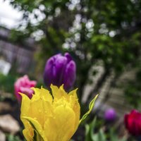 Тюльпан :: Андрей Щетинин