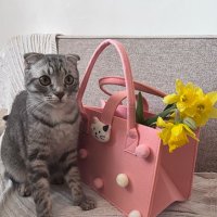 Шалун Боря. :: Ольга Довженко