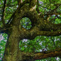 Лесное око. :: Lucy Schneider 