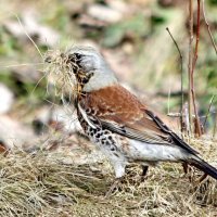 За работой :: ZNatasha -