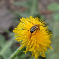 *** :: Надежда Куркина 