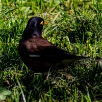 Дрозд :: Светлана SvetNika17