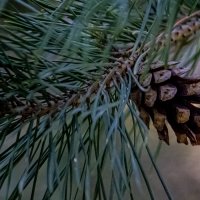 Шишка :: Светлана SvetNika17 Шишка :: Светлана SvetNika17