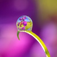 Капелька :: Андрей Пристяжнюк Капелька :: Андрей Пристяжнюк