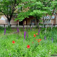 Май :: Нина Бутко