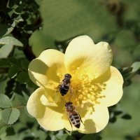 Весенний день :: victor Lion