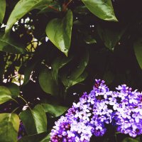 Сирень :: Любовь Иванова