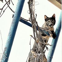 хозяин пусти домой :: petyxov петухов