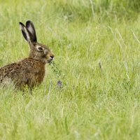 *** :: Валерий Черняк