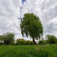 Берёза и небо... :: Николай Гирш Берёза и небо... :: Николай Гирш