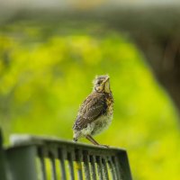 ... :: Елена Сиднина