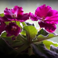 маленькие радости :: Олег Лукьянов