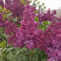 Сирень на ВДНХ :: Татьяна Тюменка